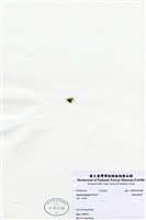 藏品(網結網葉藻)的圖片